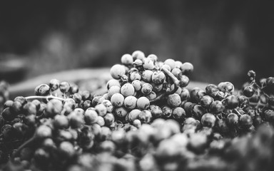 Blue vine grapes. Grapes for making ice wine. Detailed view of a frozen grape vines in a vineyard in autumn