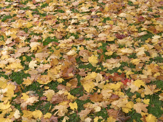 Wall Mural - Colorful and bright background made of fallen autumn leaves.