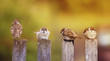 © nataba - funny little birds, the sparrows sitting with Chicks on an old wooden fence