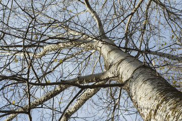 Wall Mural - big bare tree