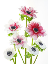Bunch Of Flowers Against White Background