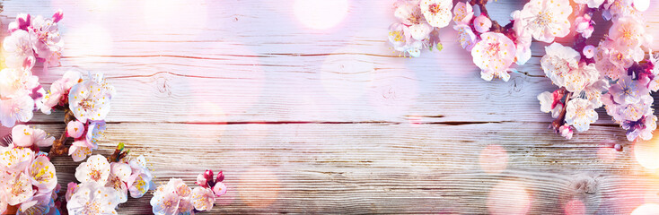 spring banner - pink blossoms on wooden plank