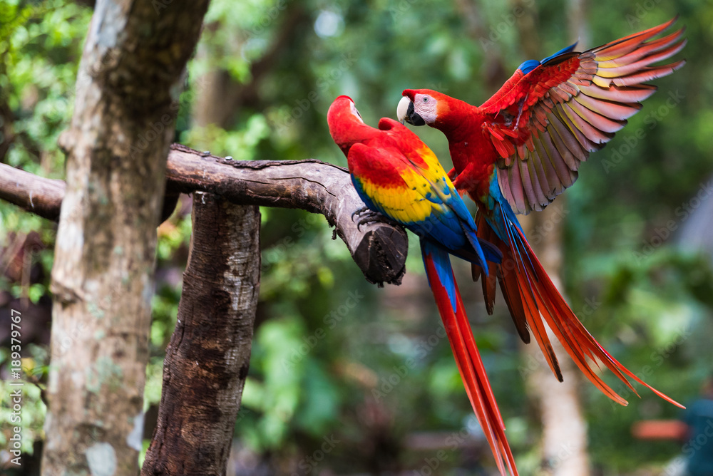 Two Scarlet Macaw Playing on Branch - obrazy, fototapety, plakaty 