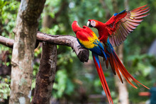 Two Scarlet Macaw Playing On Branch