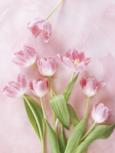Close-up Of Pink Flower On Pink Background