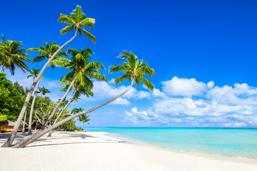 Wall Mural - urlaub auf einer tropischen insel
