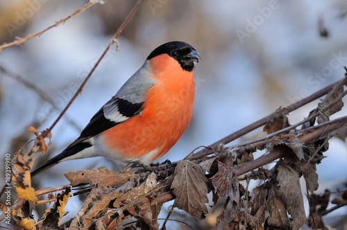 Fotomural Eurasian bullfinch in the rays of the rising sun (sitting on the branch with blue background)