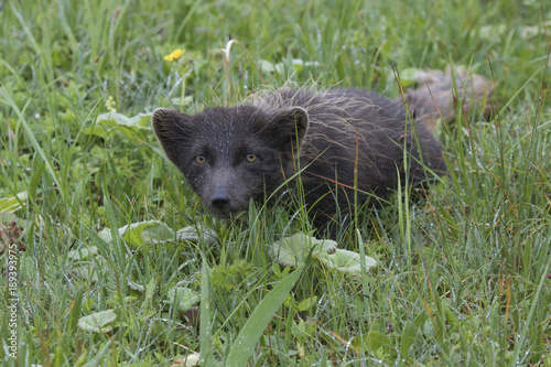 Commanders blue arctic fox Commander Islands that lurked in the grass during the Poster