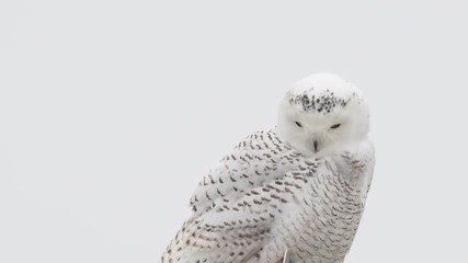 Sticker - Portrait of a snowy owl during snowy owl irruption into Indiana and other parts of the United States in December 2017.