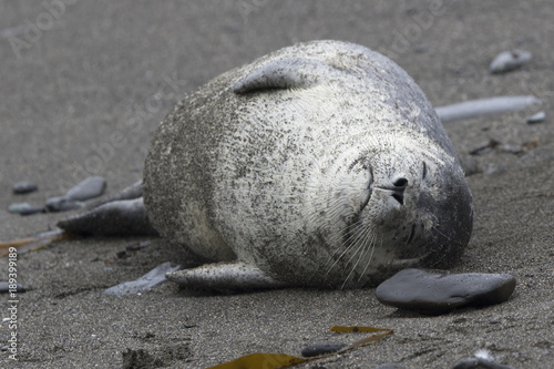 Harbor seal; lying on a sandy beach that sleeps Poster
