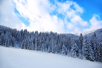 Poster - Beautiful landscape of snowy fir forest in mountain country