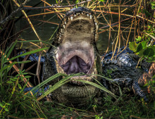 Alligator Open Mouth Close Up In Everglades