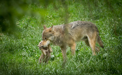 Wall Mural - Grey Wolf Animal