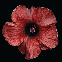 Red Hibiscus Isolated On Black Background
