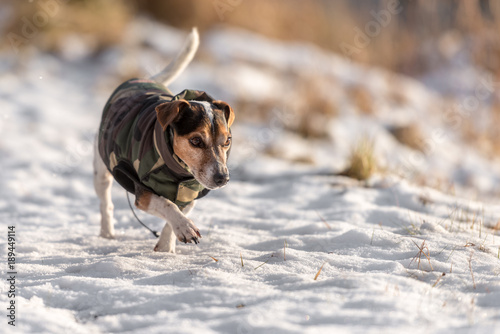 best winter coats for jack russell terriers