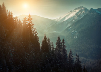 Fototapeta narciarz las jodła słońce