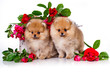 Spitz pomeranian and red roses