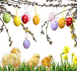  cute newborn chickens and colored easter eggs