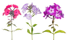 Three Phlox Flowers Set Isolated On White