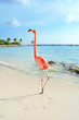 Pink flamingo standing on the beach, Aruba island