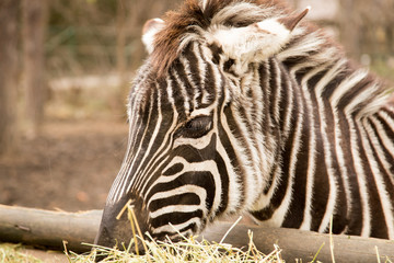 Sticker - Zebra eats dry grass at the zoo