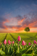 Spring landscape with tulip flowers and meadow