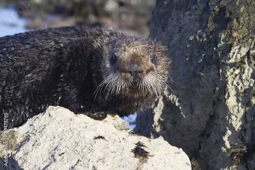 A Sea otter standing on a rock at low tide on a winter sunny day Poster
