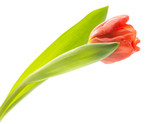 Fototapeta Perspektywa 3d - One red tulip with bright green leaves spring flower isolated on white background fresh cut.
