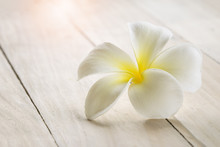 White Plumeria With Light Flare Warm Light In The Morningon Spa Wooden Table Background.
