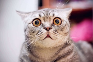 young crazy surprised cat make big eyes closeup. american shorthair surprised cat or kitten on sofa 