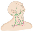 © p6m5 - Lymph nodes of head and neck