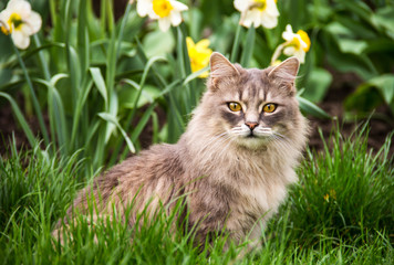 Street cat in  flower bed. Gray fluffy cat is sitting in the green grass.