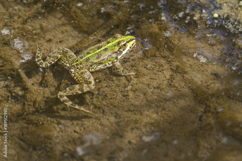 Cuadros en Lienzo Perez's frog swimming in a pond
