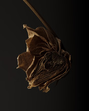 Close-up Of Dried Rose Cut In Half On Dark Background