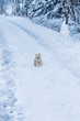 © georg_weber - little dog is playing in the snow