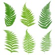 A set of ferns. Leaves of a fern, green on a white background. Vector illustration.