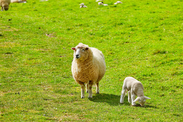 Sheep at Abbotsbury Swannery in Dorset