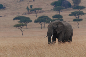 Wall Mural - Elephant in Nature 