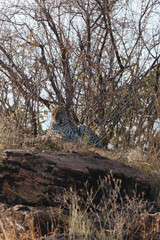 Wall Mural - Leopard in Nature 