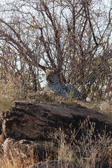 Wall Mural - Leopard in Nature 