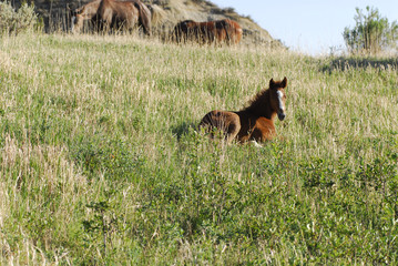 Wall Mural - Wild Horses in Theodore Roosevelt National Park