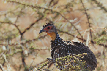 Wild bird in Africa 