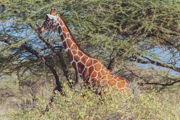 Giraffe in Nature