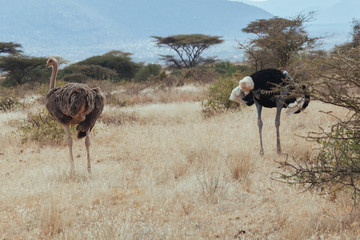 Wall Mural - Ostrich in Nature