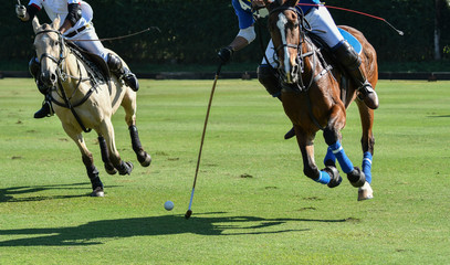 Wall Mural - polo, horse, sport, game, player, playing, ponies, match, mallet, saddle, vintage, sticks, action,club,run,speed