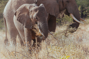 Wall Mural - Elephant in Nature