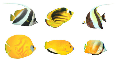 Poster - Tropical reef fish isolated. Butterflyfish, Bannerfish and Angelfish cutout white background