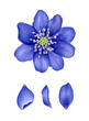 Blue hepatica with petals. Watercolor botanical illustration isolated on white background. Highly detailed. Hand drawn spring flower.