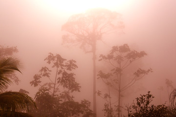 Poster - Jungle in Costa Rica