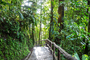 Poster - Jungle in Costa Rica